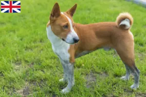 Read more about the article Basenji tenyésztők és kölykök Nagy-Britanniában