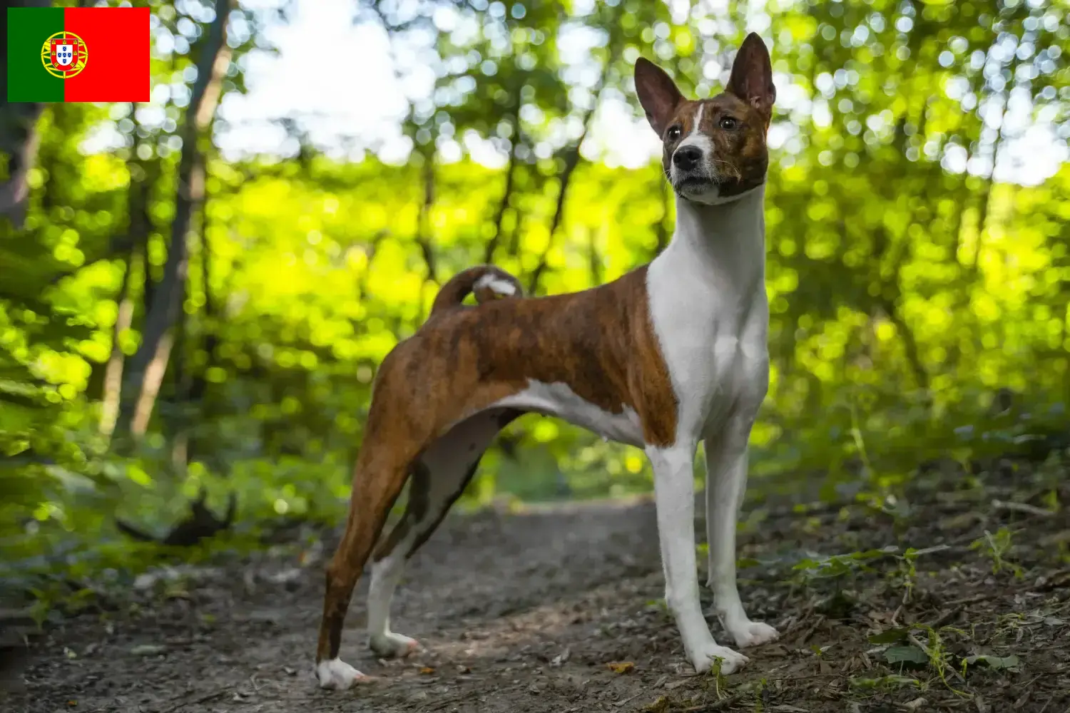 Basenji kölykök és tenyésztők Portugália Itt találhat basenji tenyésztőket Portugáliában.
