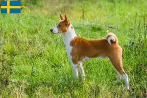 Read more about the article Basenji tenyésztők és kölykök Svédországban