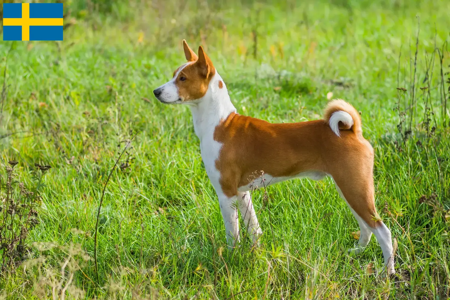 Basenji kölykök és tenyésztők Svédországban Itt találhat Basenji tenyésztőket Svédországban.
