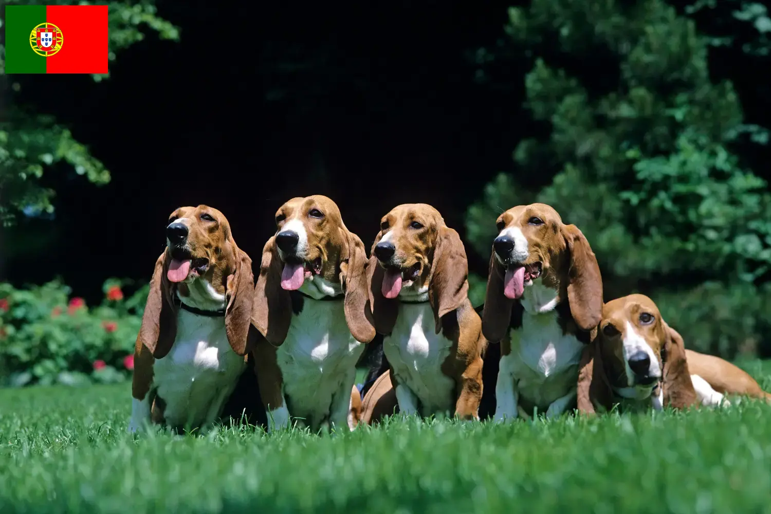Basset Artésien Normand kiskutyák és tenyésztők Portugália Itt találhat Basset Artésien Normands tenyésztőket Portugáliában.