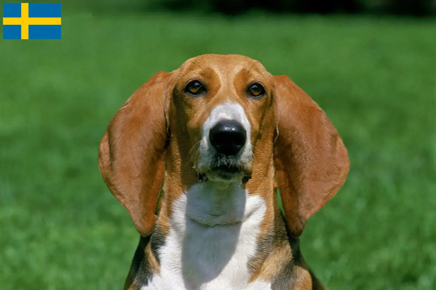 Basset Artésien Normand kiskutyák és tenyésztők Svédországban Svédországban található Basset Artésien Normands tenyésztőket itt találsz.