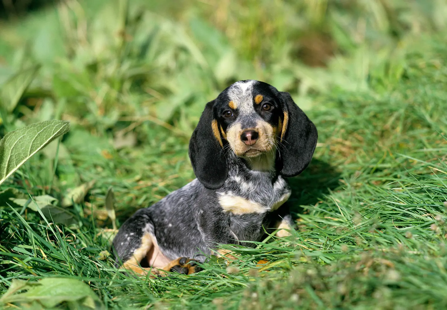Basset bleu de Gascogne kölyökkutya vásárlása felelősségvállalást jelent! Vásároljon Basset bleu de Gascogne kiskutyákat.