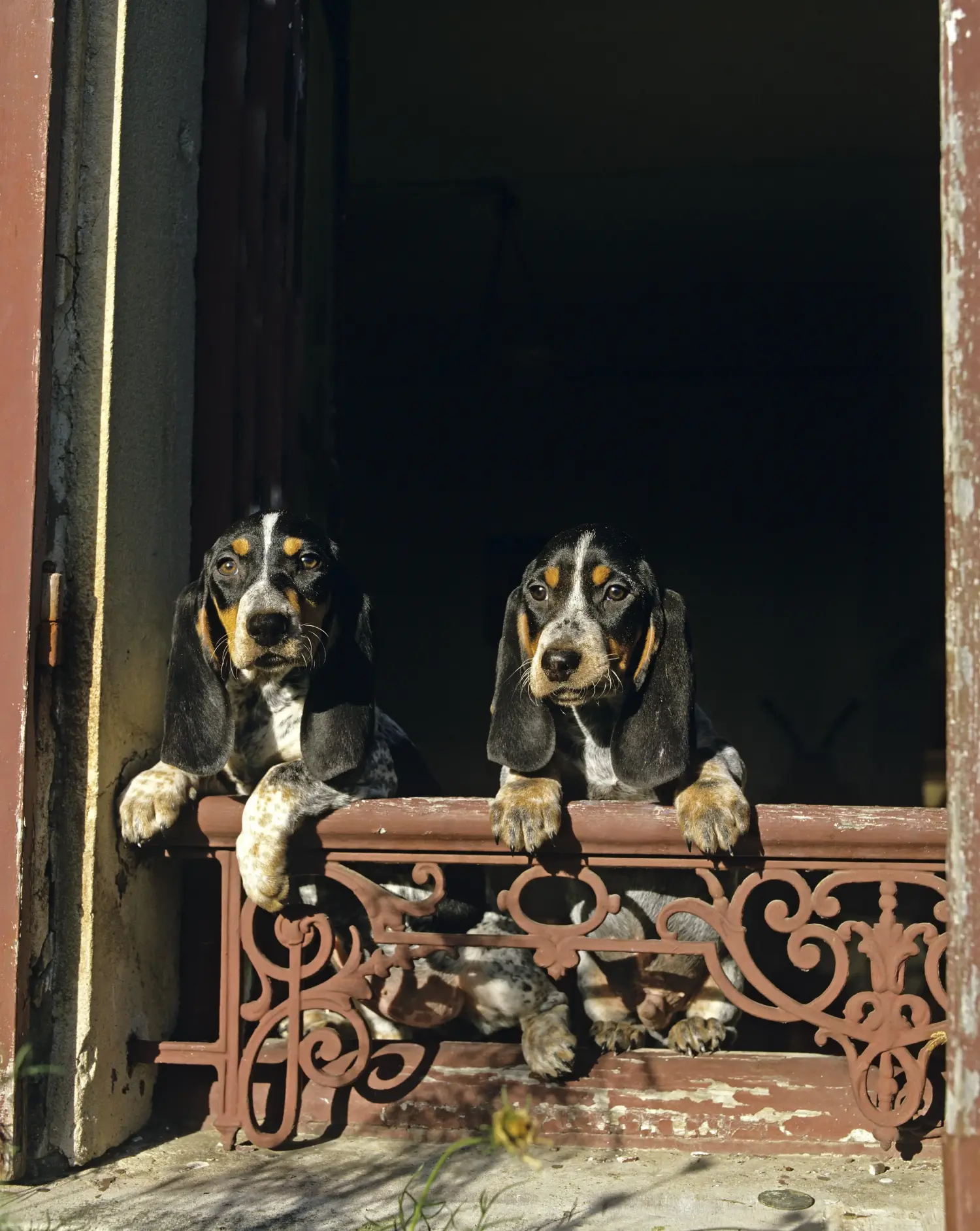 Basset bleu de Gascogne kölyökkutya vásárlása felelősségvállalást jelent! Vásároljon Basset bleu de Gascogne kiskutyákat.
