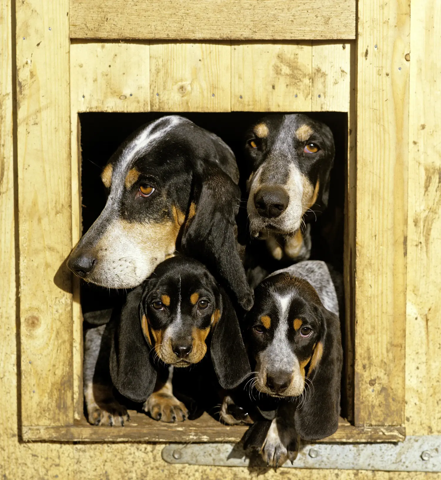 Basset bleu de Gascogne kölyökkutya vásárlása felelősségvállalást jelent! Vásároljon Basset bleu de Gascogne kiskutyákat.