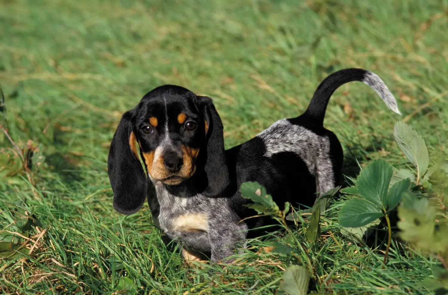 Basset bleu de Gascogne kölyökkutya vásárlása felelősségvállalást jelent! Vásároljon Basset bleu de Gascogne kiskutyákat.