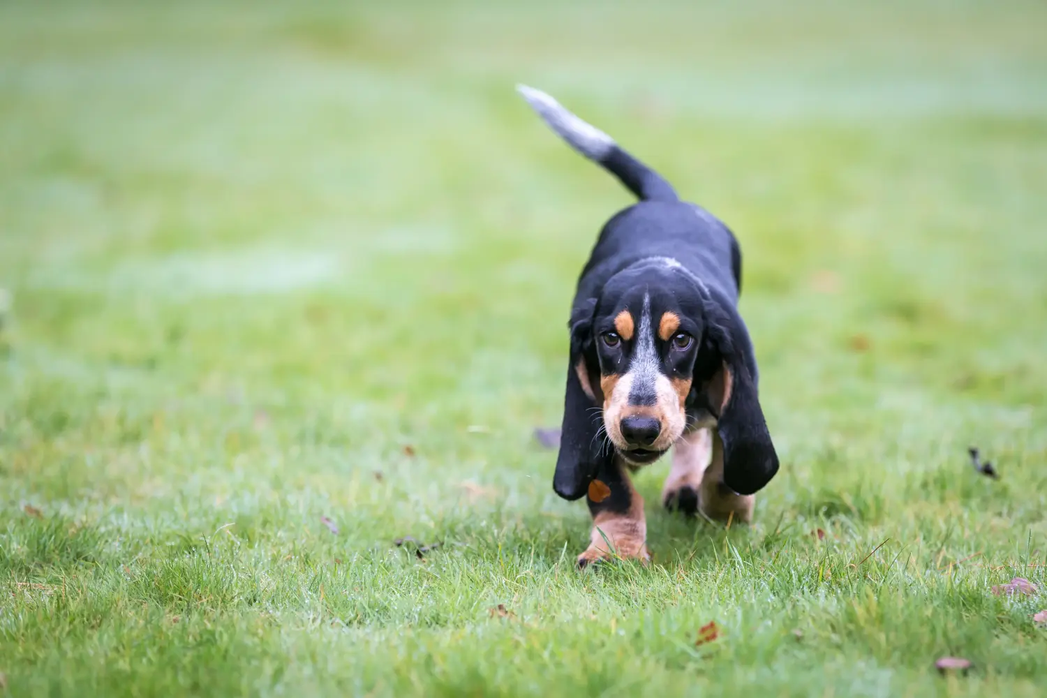 Basset bleu de Gascogne kölyökkutya vásárlása felelősségvállalást jelent! Vásároljon Basset bleu de Gascogne kiskutyákat.