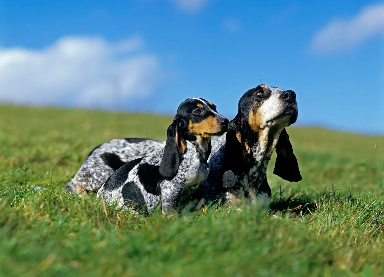 Basset bleu de Gascogne kölyökkutya vásárlása felelősségvállalást jelent! Vásároljon Basset bleu de Gascogne kiskutyákat.