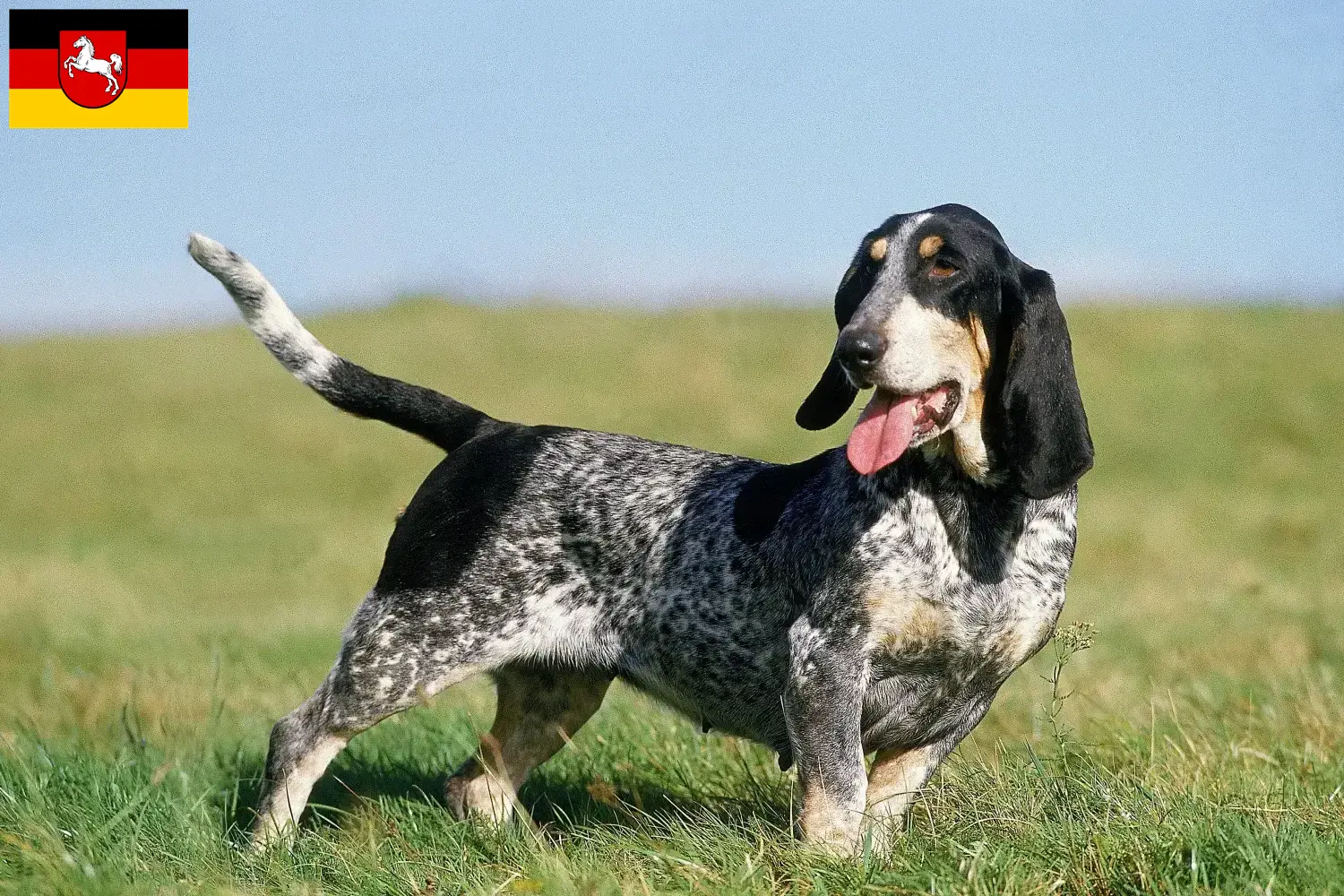 Basset bleu de Gascogne kiskutyák és tenyésztők Alsó-Szászország Itt talál Basset bleu de Gascognes tenyésztőket Alsó-Szászországban.