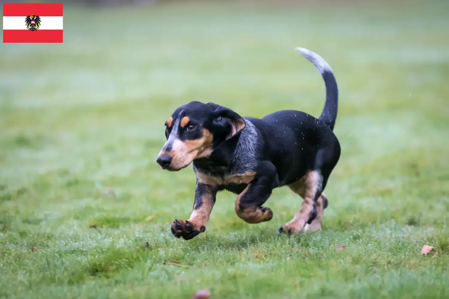 Basset bleu de Gascogne kiskutyák és tenyésztők Ausztria Itt talál Basset bleu de Gascognes tenyésztőket Ausztriában.