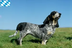 Read more about the article Basset bleu de Gascogne tenyésztők és kiskutyák Bajorországban