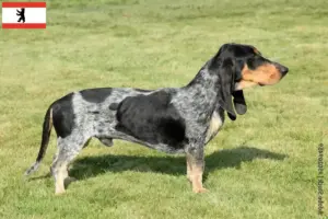 Read more about the article Basset bleu de Gascogne tenyésztők és kiskutyák Berlinben