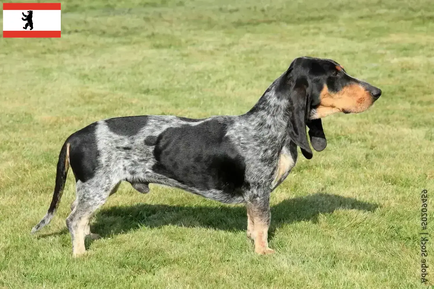 Read more about the article Basset bleu de Gascogne tenyésztők és kiskutyák Berlinben