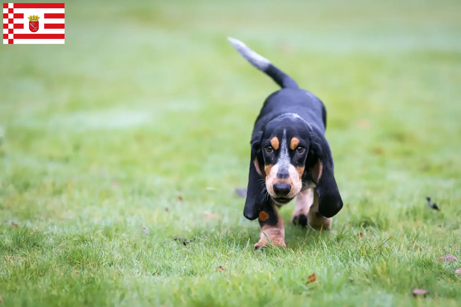 Read more about the article Basset bleu de Gascogne tenyésztők és kiskutyák Brémában