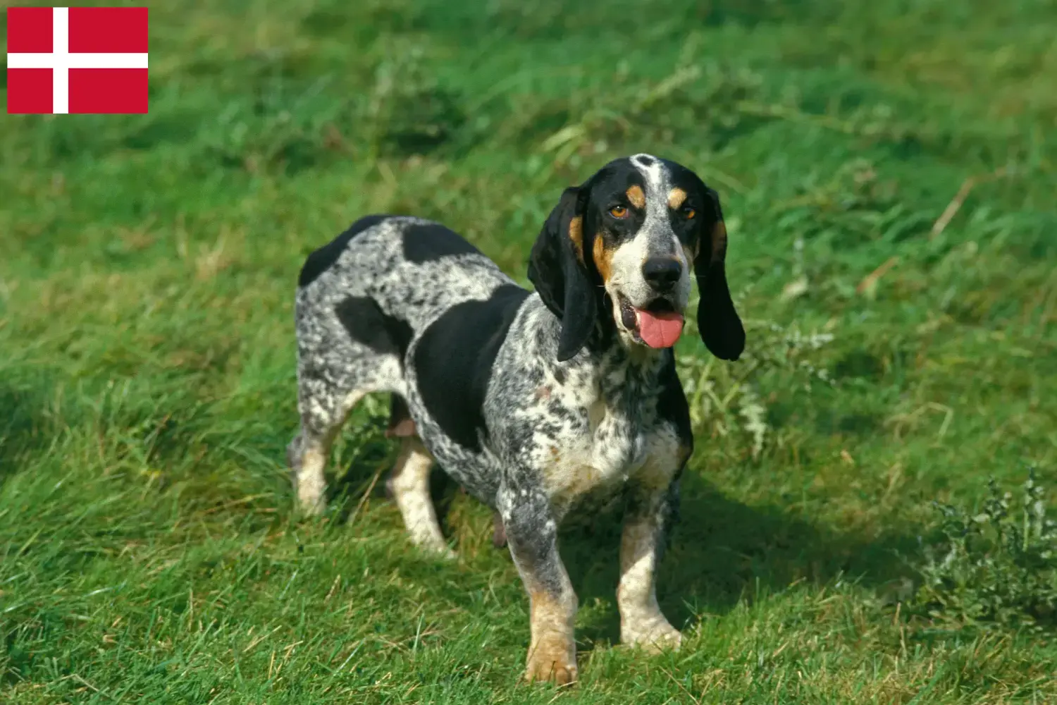 Basset bleu de Gascogne kiskutyák és tenyésztők Dánia Találd meg a Basset bleu de Gascognes tenyésztőket Dánia területén.