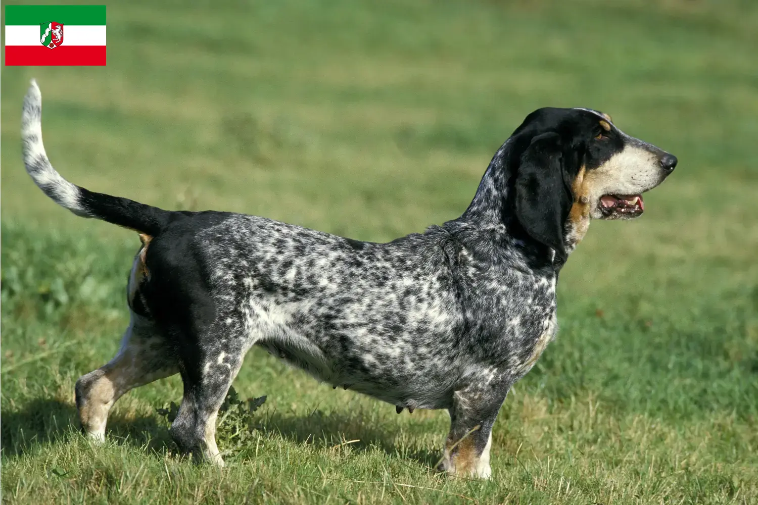 Read more about the article Basset bleu de Gascogne tenyésztők és kiskutyák Észak-Rajna-Vesztfália területén