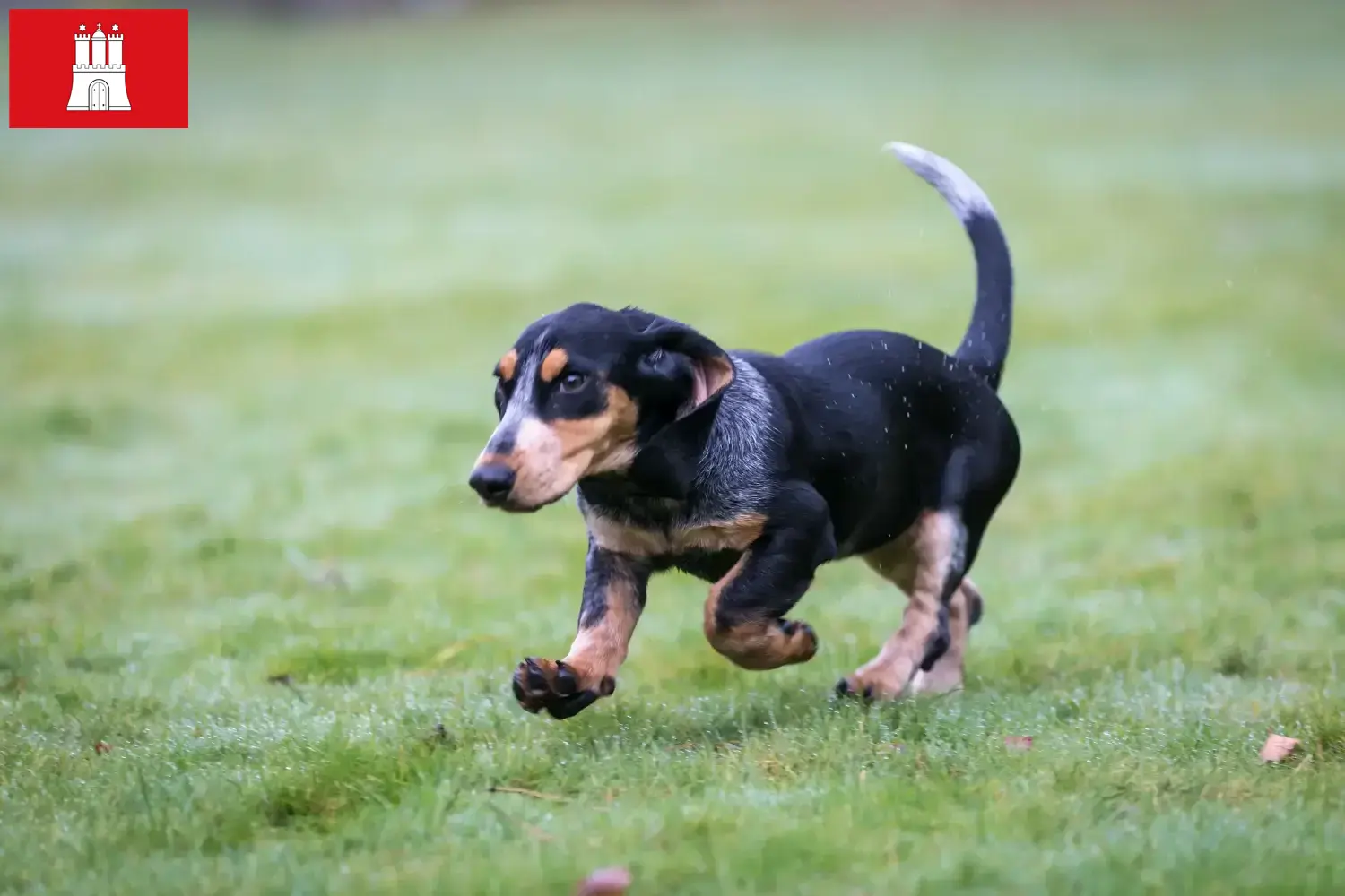Read more about the article Basset bleu de Gascogne tenyésztők és kiskutyák Hamburgban