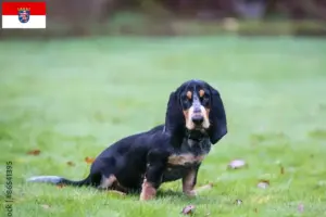 Read more about the article Basset bleu de Gascogne tenyésztők és kiskutyák Hessenben
