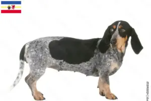 Read more about the article Basset bleu de Gascogne tenyésztők és kiskutyák Mecklenburg-Elő-Pomeránia tartományban