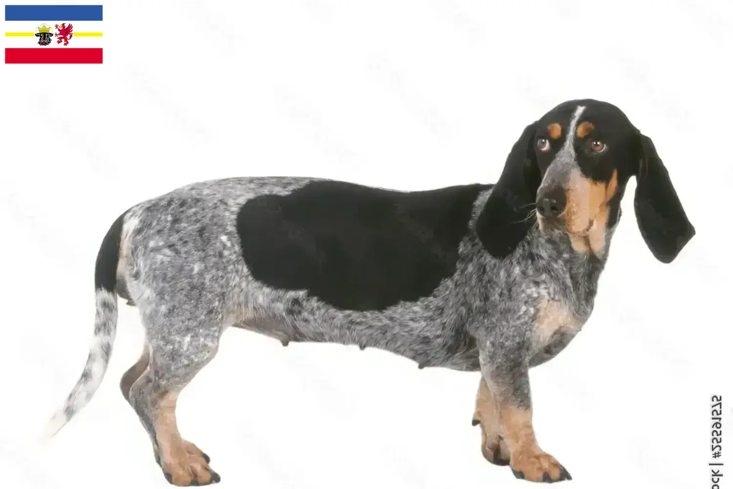 Read more about the article Basset bleu de Gascogne tenyésztők és kiskutyák Mecklenburg-Elő-Pomeránia tartományban