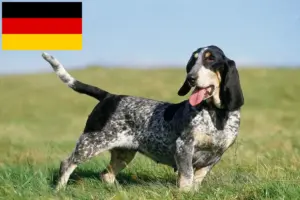 Read more about the article Basset bleu de Gascogne tenyésztők és kiskutyák Németországban