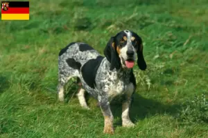 Read more about the article Basset bleu de Gascogne tenyésztők és kiskutyák Rajna-vidék-Pfalzban