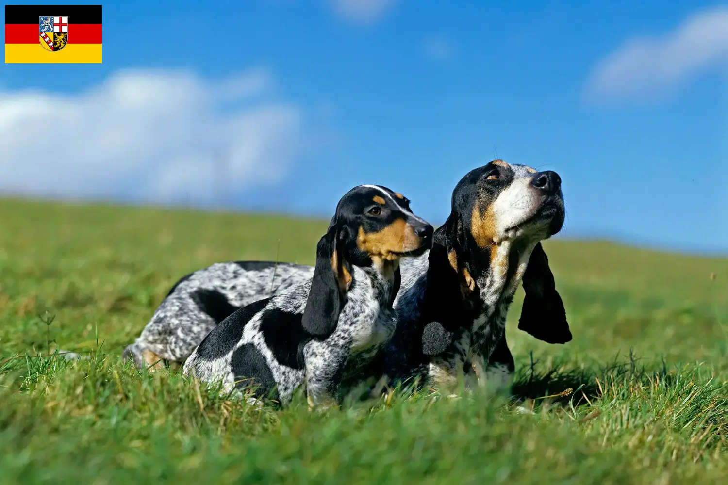 Read more about the article Basset bleu de Gascogne tenyésztők és kiskutyák Saar-vidéken
