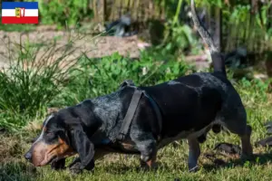 Read more about the article Basset bleu de Gascogne tenyésztők és kiskutyák Schleswig-Holstein tartományban