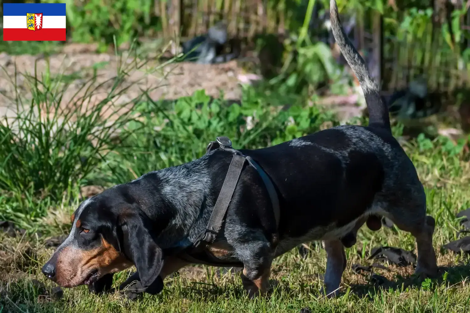 Read more about the article Basset bleu de Gascogne tenyésztők és kiskutyák Schleswig-Holstein tartományban