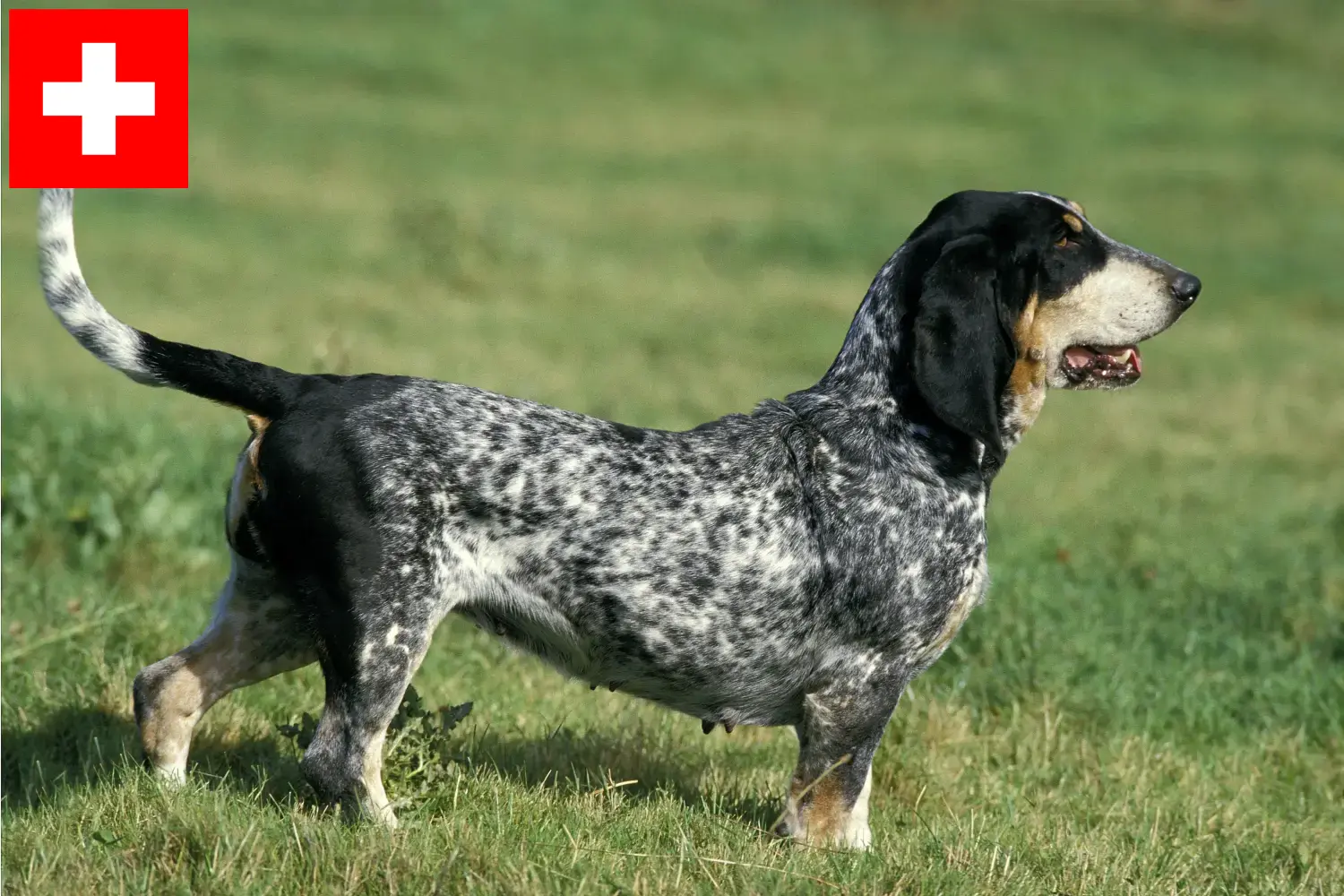 Basset bleu de Gascogne kölykök és tenyésztők Svájcban Itt talál Basset bleu de Gascognes tenyésztőket Svájcban.