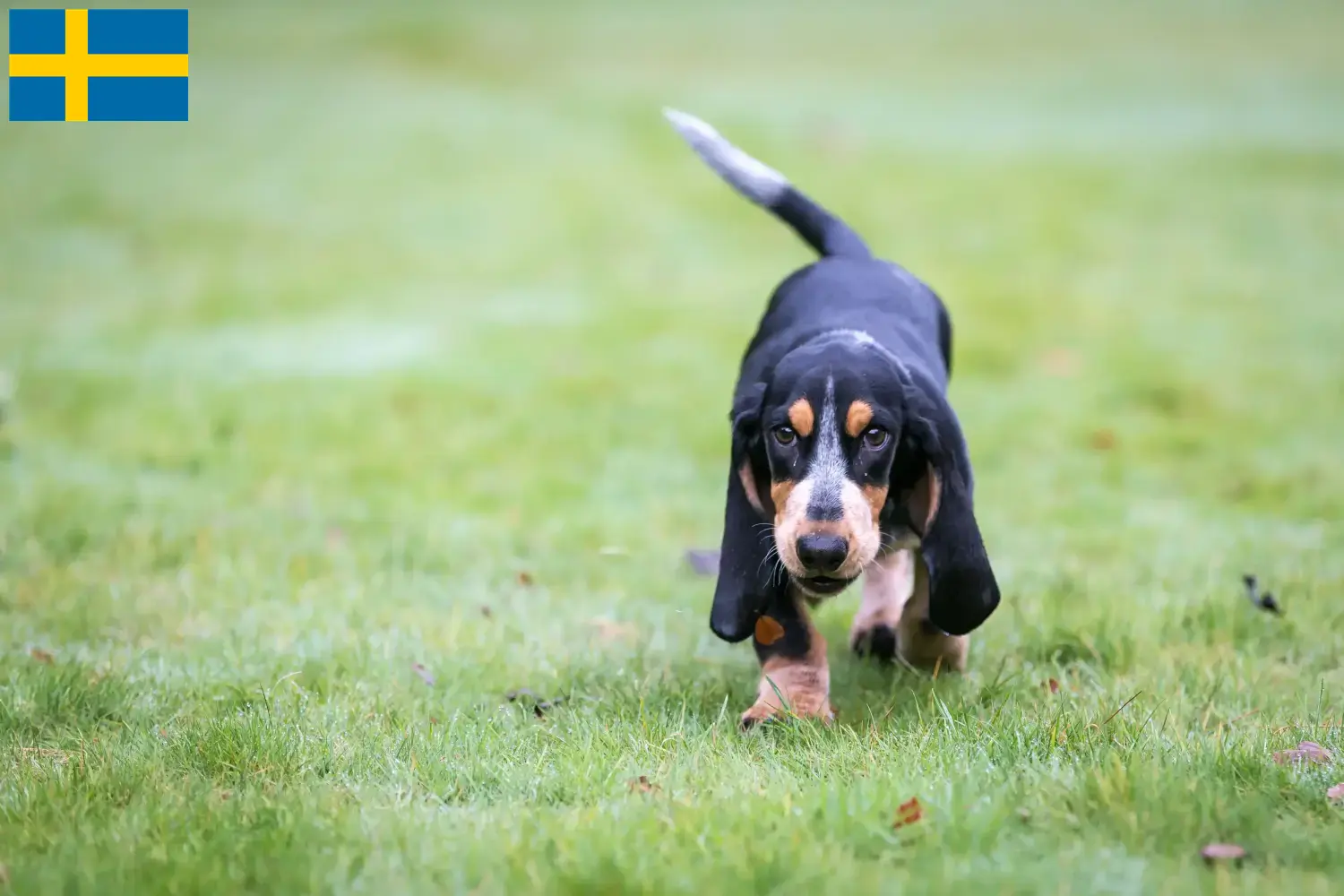 Read more about the article Basset bleu de Gascogne tenyésztők és kiskutyák Svédországban