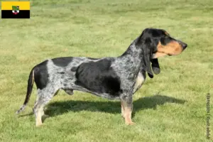 Read more about the article Basset bleu de Gascogne tenyésztők és kiskutyák Szász-Anhaltban