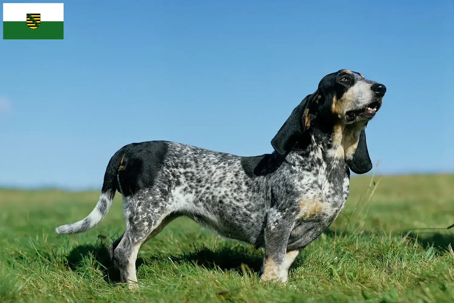 Basset bleu de Gascogne kiskutyák és tenyésztők Szászország Itt talál Basset bleu de Gascognes tenyésztőket Szászországban.