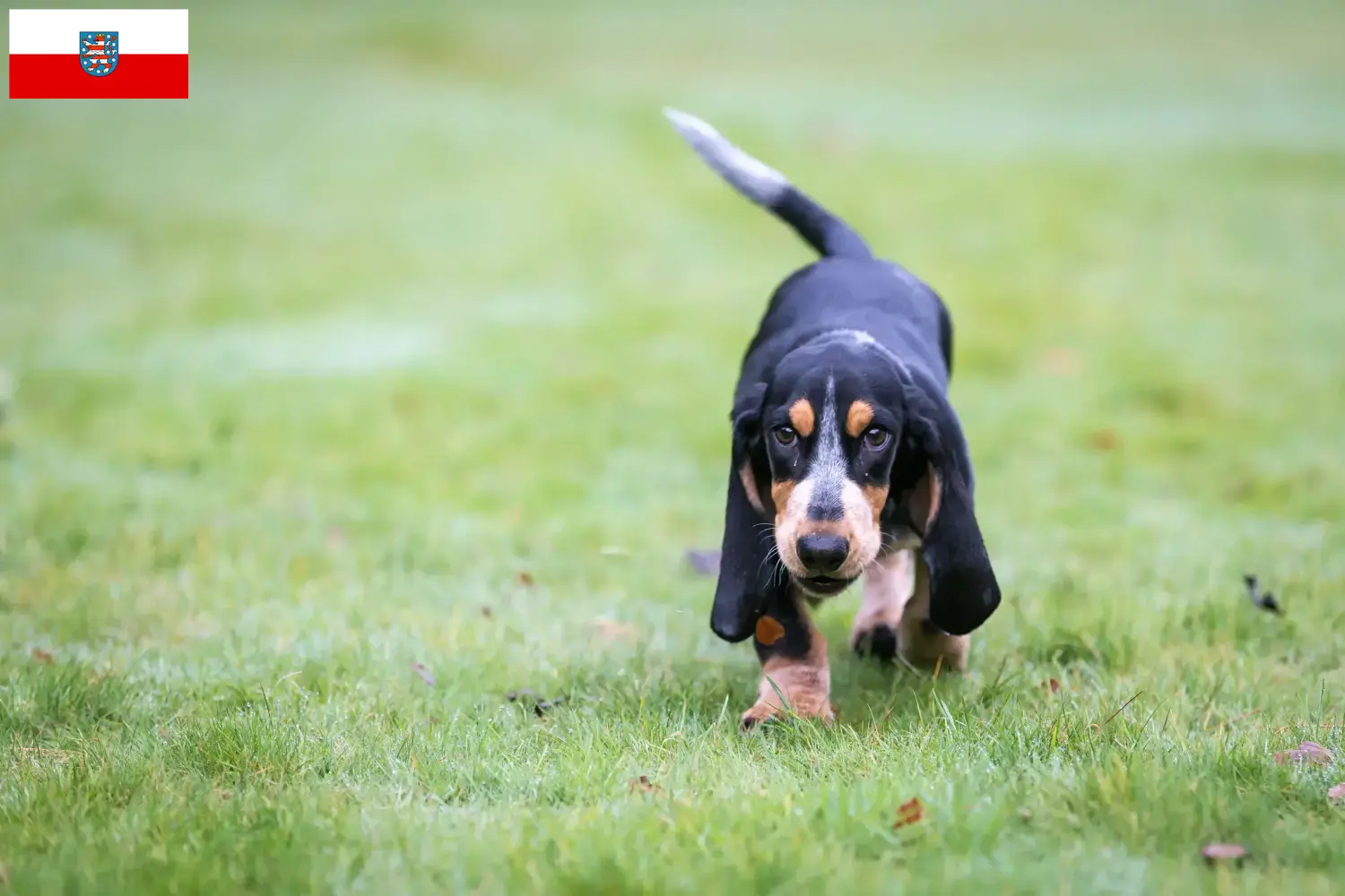 Basset bleu de Gascogne kiskutyák és tenyésztők Türingia Itt talál Basset bleu de Gascognes tenyésztőket Türingiában.