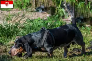 Read more about the article Basset bleu de Gascogne tenyésztők és kiskutyák Brandenburgban