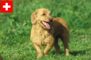 Read more about the article Basset fauve de Bretagne tenyésztők és kiskutyák Svájcban