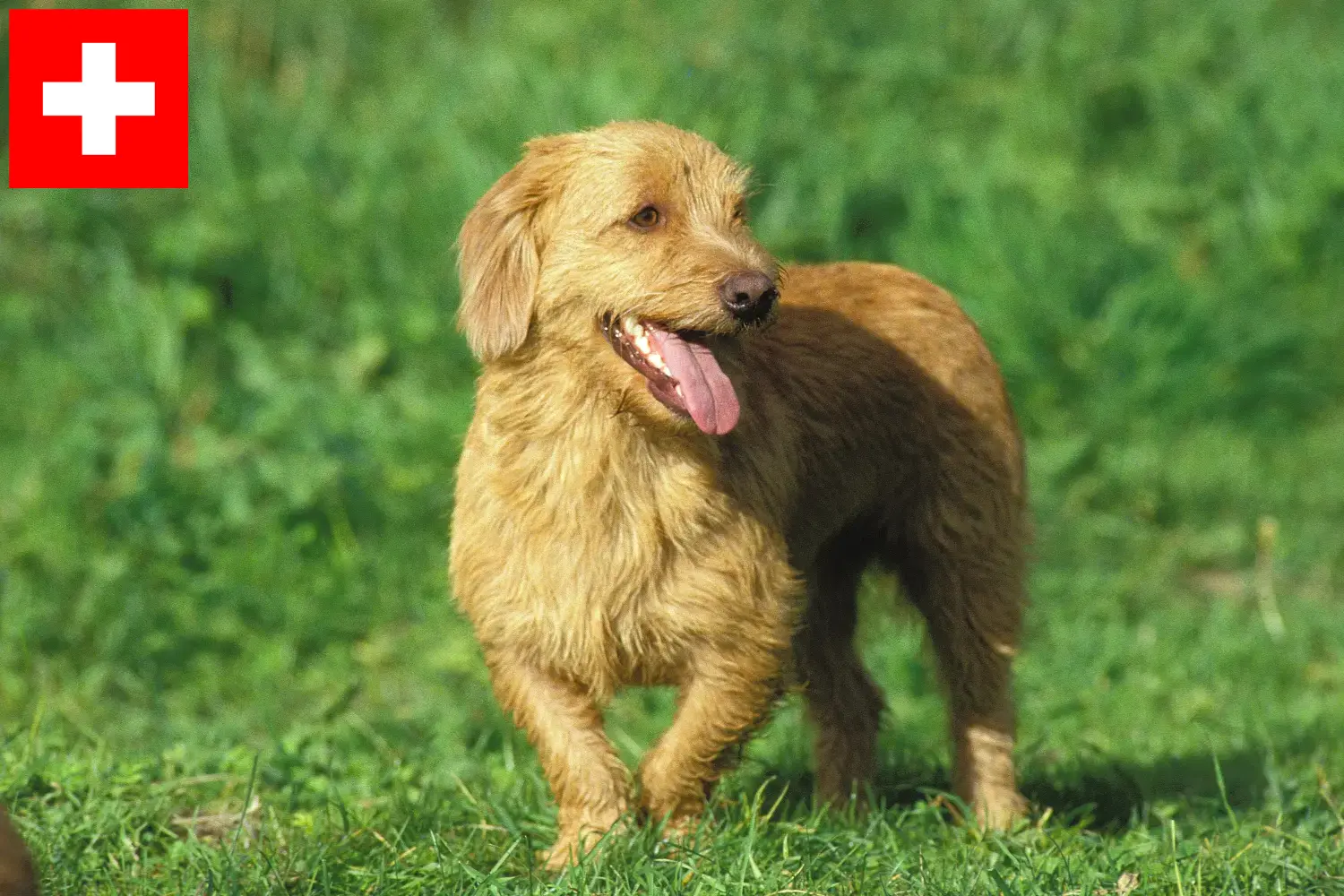 Basset fauve de Bretagne kölykök és tenyésztők Svájcban Találd meg a Basset fauve de Bretagne tenyésztőket Svájcban.