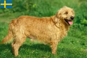 Read more about the article Basset fauve de Bretagne tenyésztők és kiskutyák Svédországban
