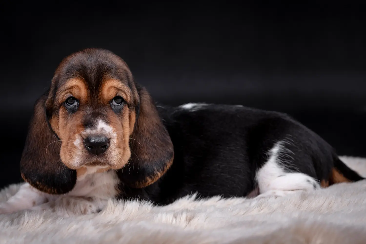 Basset Hound kölyökkutya vásárlása felelősségvállalást jelent! Vásároljon Basset Hound kiskutyákat.