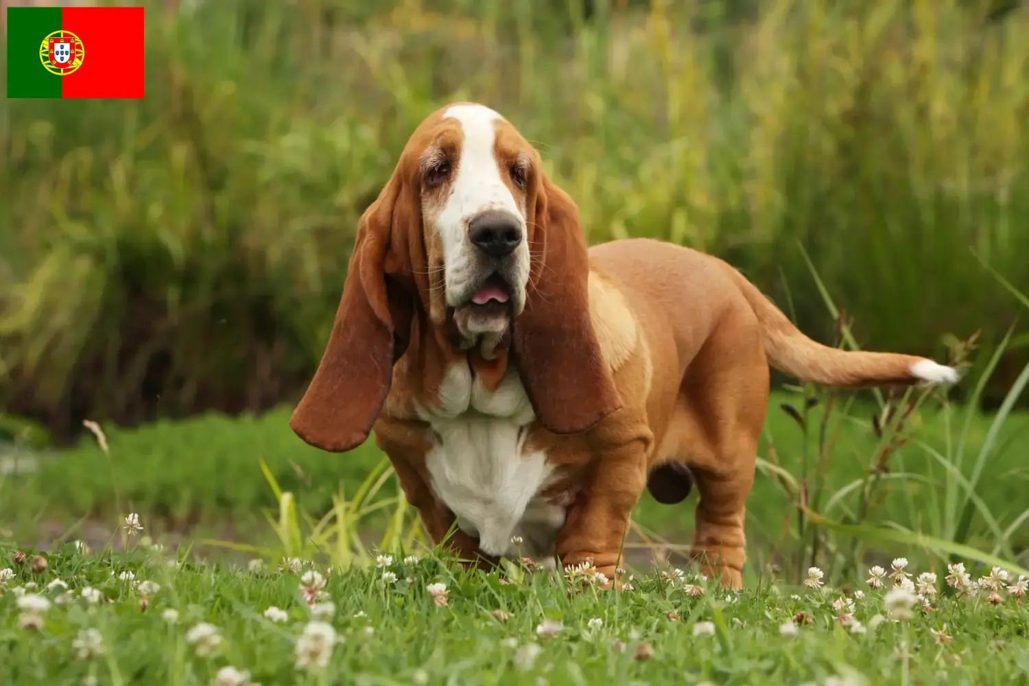 Basset Hound kiskutyák és tenyésztők Portugália Itt találhat Basset Hounds tenyésztőket Portugáliában.
