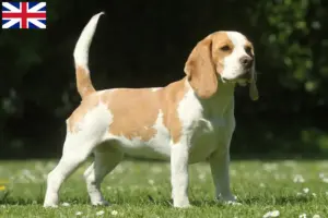 Read more about the article Beagle tenyésztők és kölykök Nagy-Britanniában