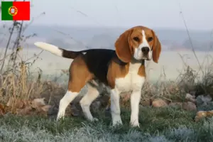 Read more about the article Beagle tenyésztők és kölykök Portugáliában