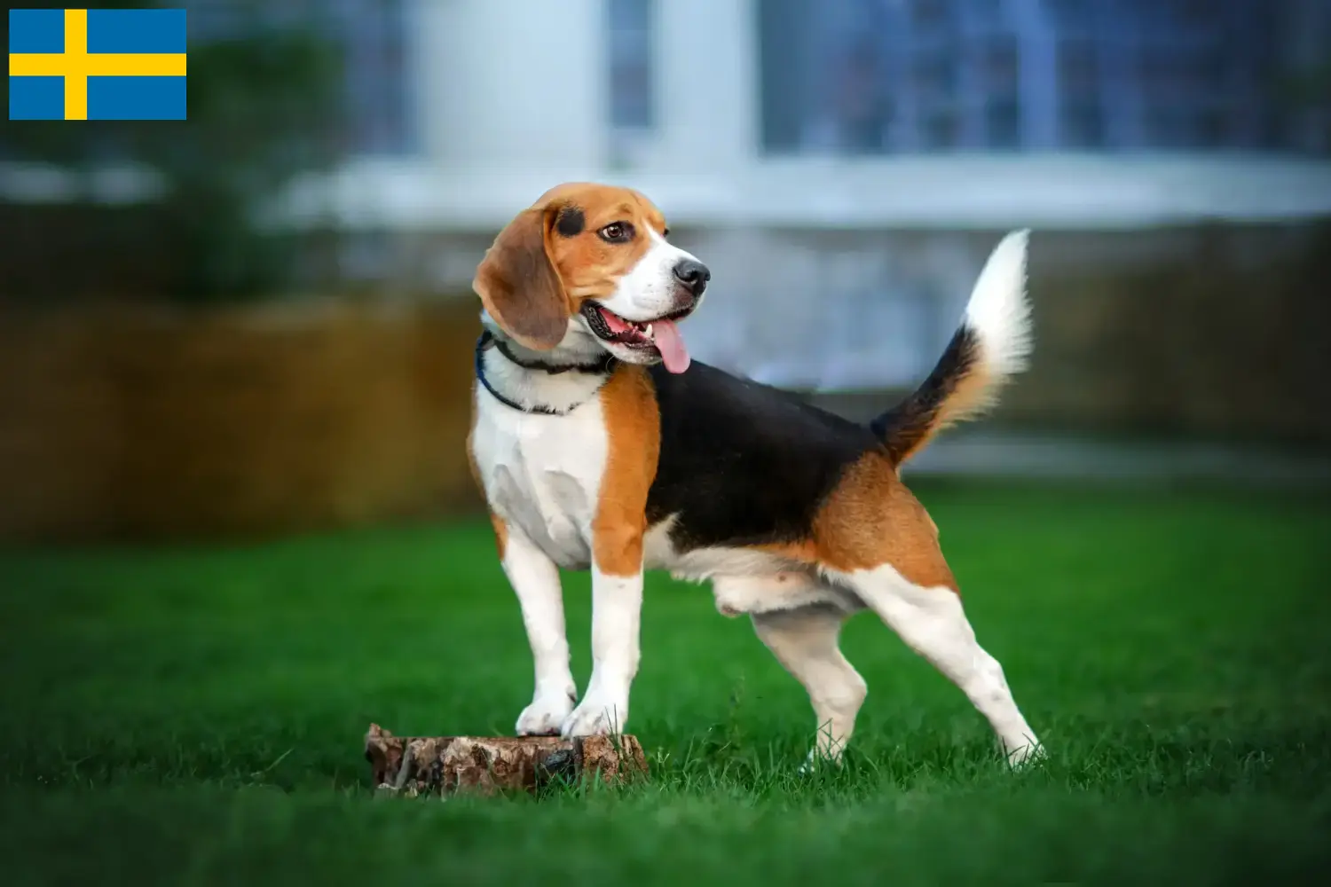 Read more about the article Beagle tenyésztők és kölykök Svédországban