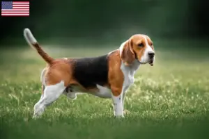 Read more about the article Beagle tenyésztők és kölykök az USA-ban
