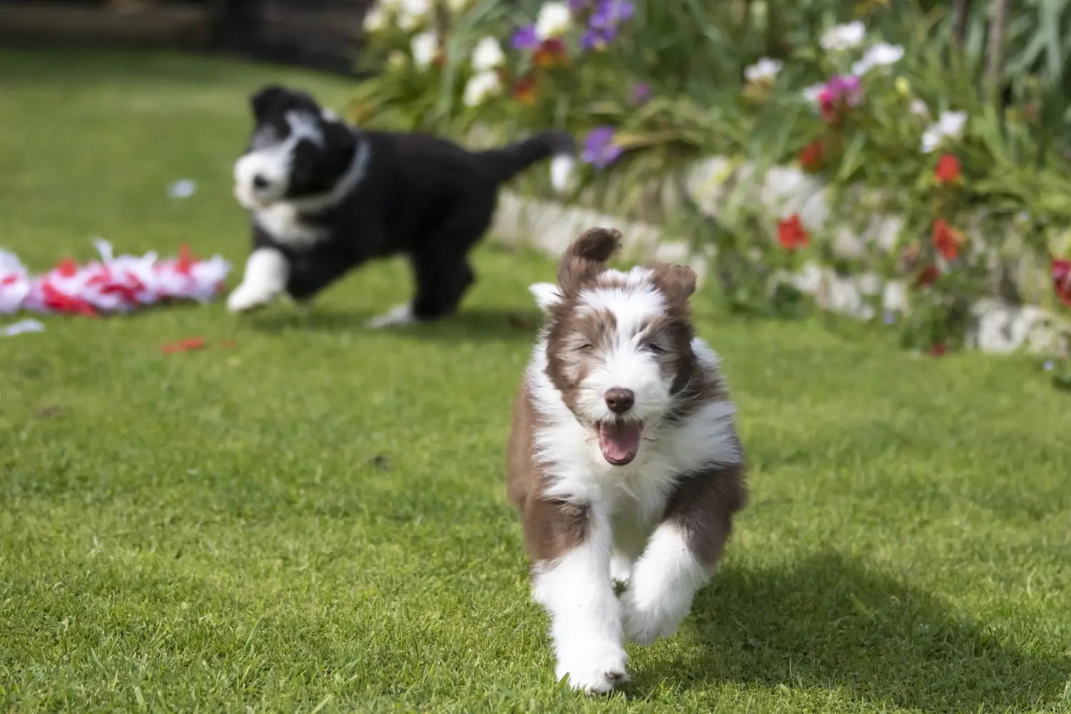 Egy Bearded Collie kölyökkutya megvásárlása felelősségvállalást jelent! Vásároljon Bearded Collie kiskutyákat.