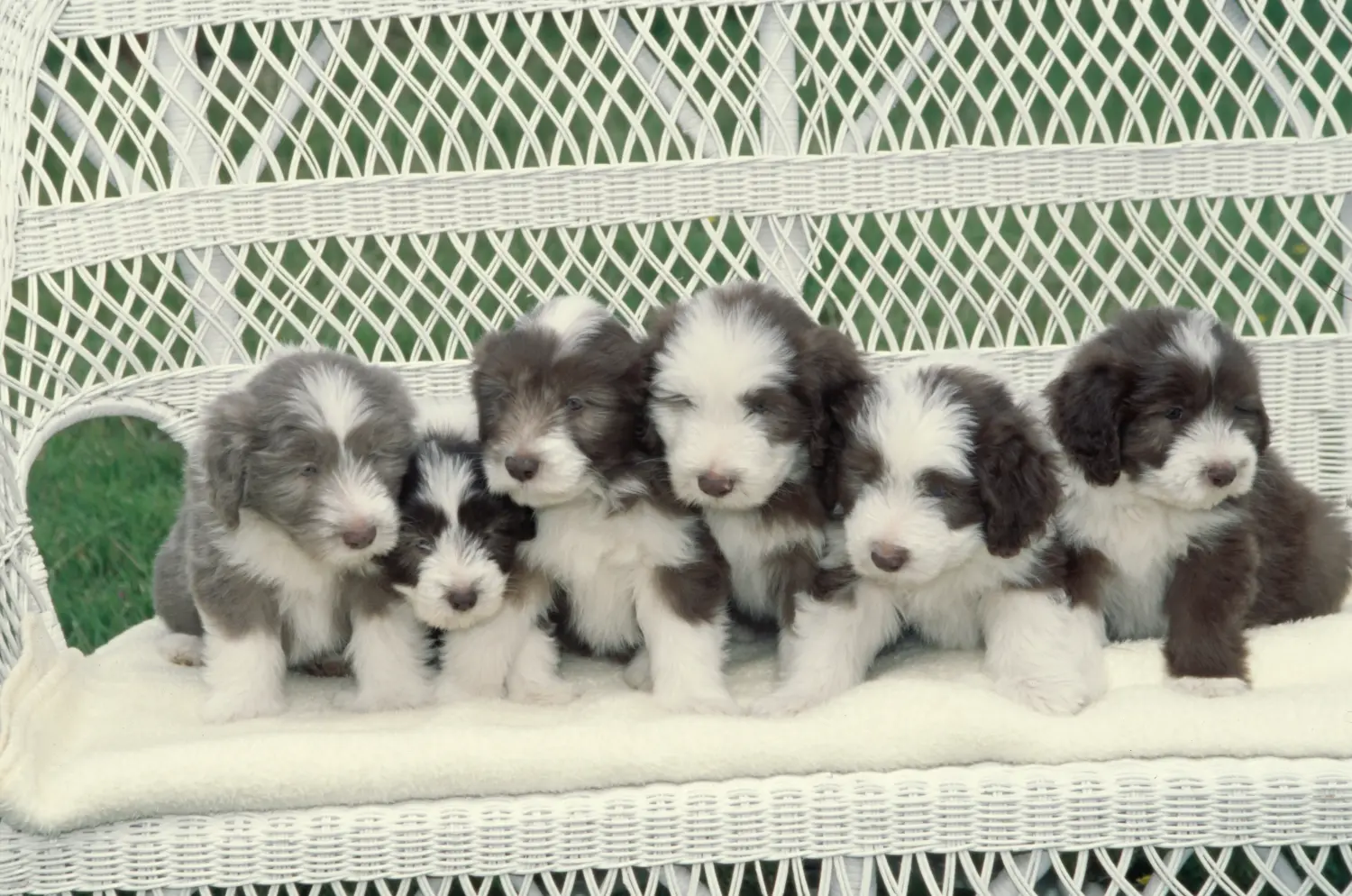 Egy Bearded Collie kölyökkutya megvásárlása felelősségvállalást jelent! Vásároljon Bearded Collie kiskutyákat.
