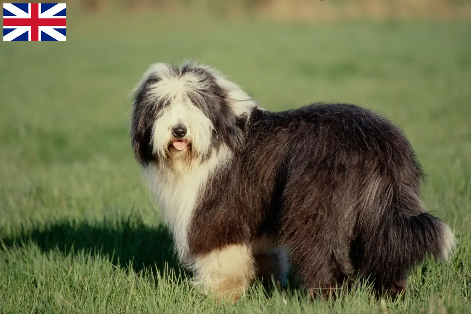 Bearded Collie kiskutyák és tenyésztők Nagy-Britannia Találd meg a Bearded Collies tenyésztőket az Egyesült Királyságban.
