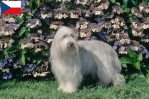 Read more about the article Bearded Collie tenyésztők és kölykök Csehországban