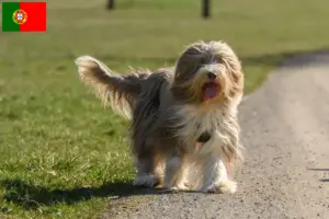 Read more about the article Bearded Collie tenyésztők és kölykök Portugáliában