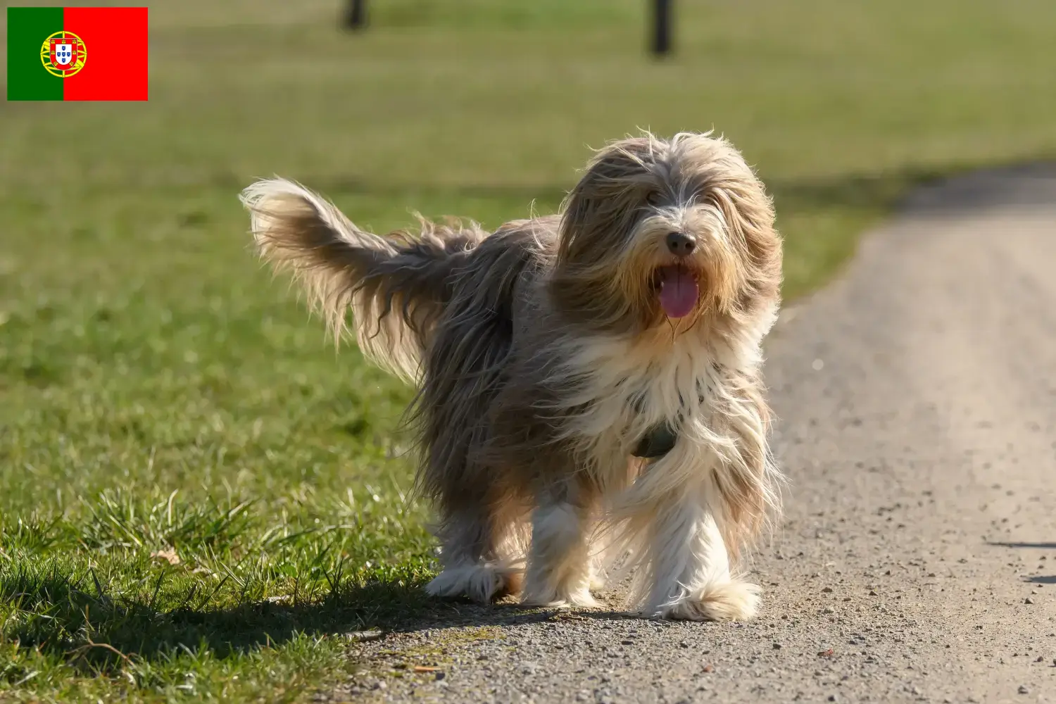 Bearded Collie kölykök és tenyésztők Portugália Találd meg a Bearded Collie tenyésztőket Portugália területén.